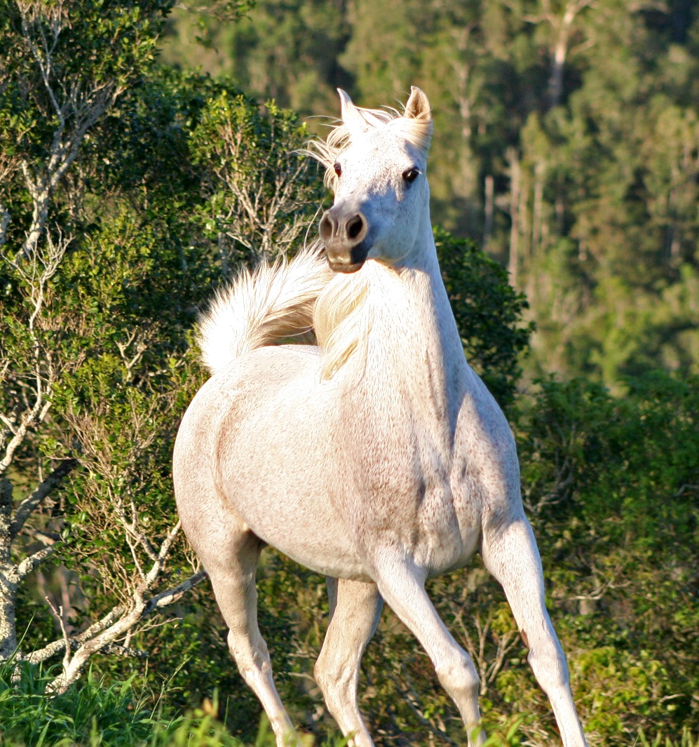 Mashuga