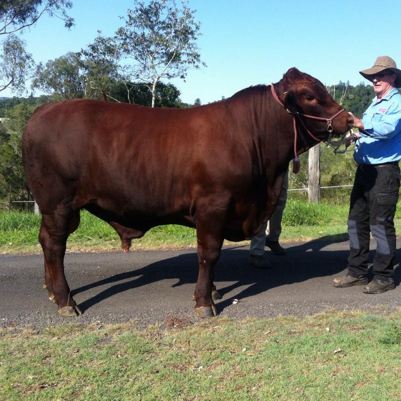 Marblebah Romeo, sire of 2016 calves