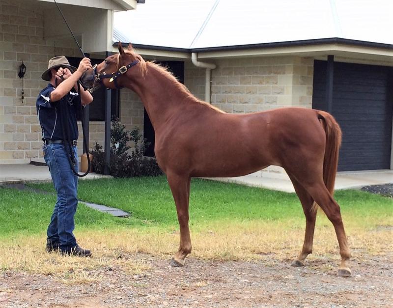 Yearling filly Zafiira in April 2018.